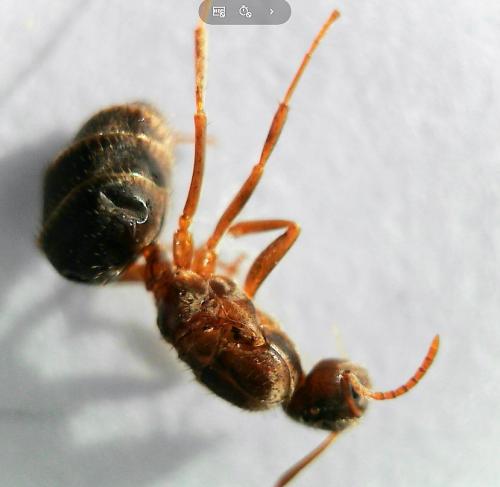 Nylanderia jaegerskioeldi
